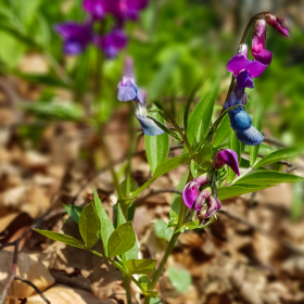Feuerberg_April_2019-101
