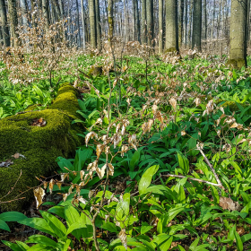 Feuerberg_April_2019-118