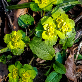 Feuerberg_April_2019-119