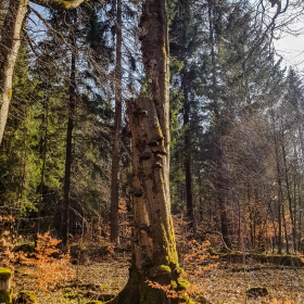 Feuerberg_April_2019-120