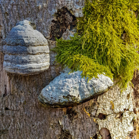 Feuerberg_April_2019-122