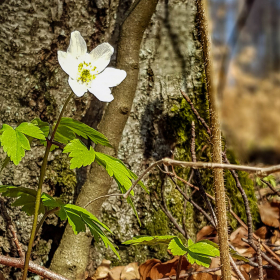 Feuerberg_April_2019-124