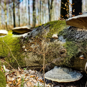 Feuerberg_April_2019-125