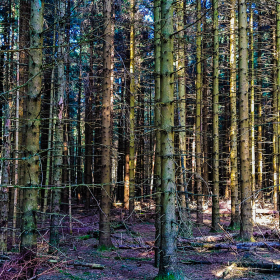 Feuerberg_April_2019-127