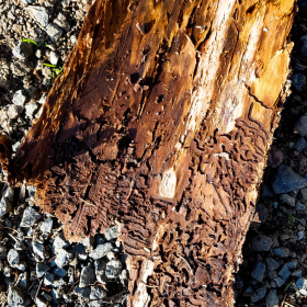 Feuerberg_April_2019-129