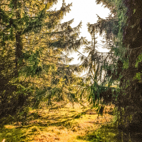 Feuerberg_April_2019-131