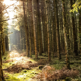 Feuerberg_April_2019-136