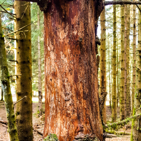 Feuerberg_April_2019-137
