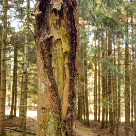 Feuerberg_April_2019-138