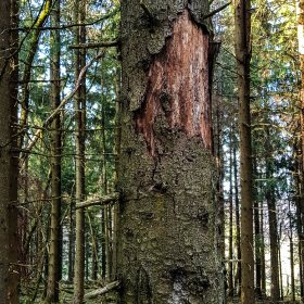 Feuerberg_April_2019-143