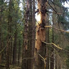 Feuerberg_April_2019-144