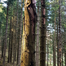 Feuerberg_April_2019-145