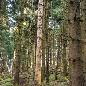 Feuerberg_April_2019-146