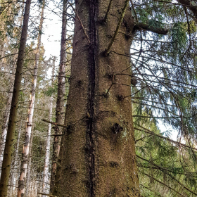 Feuerberg_April_2019-147