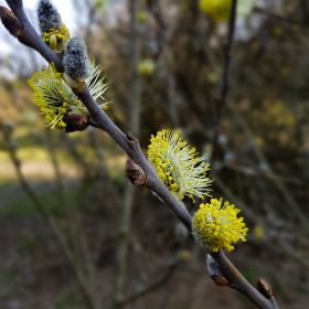 Feuerberg_April_2019-149