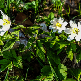 Feuerberg_April_2019-153