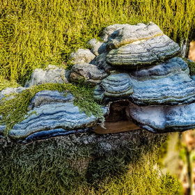 Feuerberg_April_2019-160