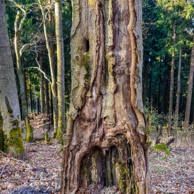 Feuerberg_April_2019-161