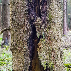 Feuerberg_April_2019-162