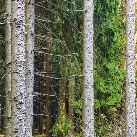 Feuerberg_April_2019-163