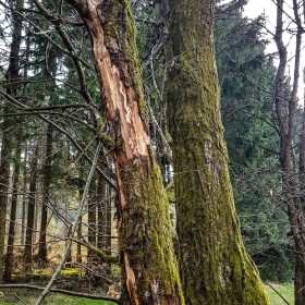 Feuerberg_April_2019-165