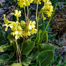 Feuerberg_April_2019-167