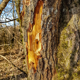 Feuerberg_April_2019-168