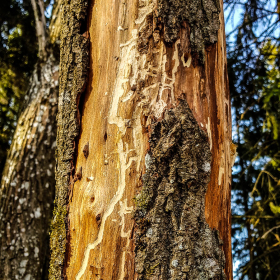 Feuerberg_April_2019-172