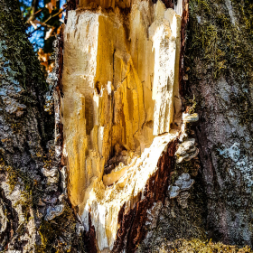 Feuerberg_April_2019-175